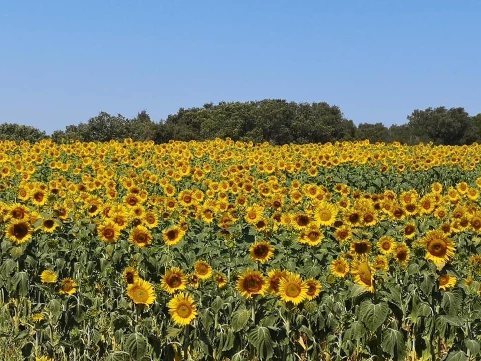 Podere Baloo Suvereto Exterior foto