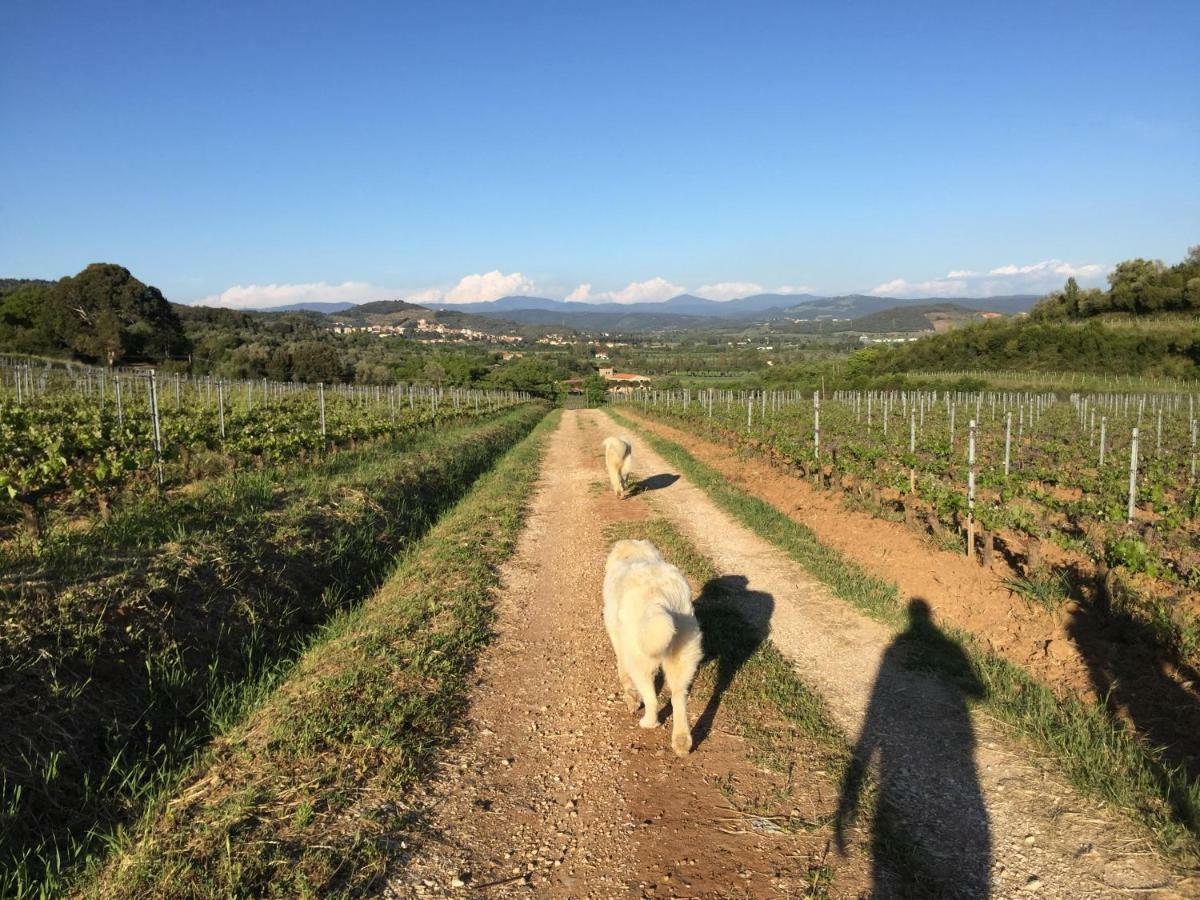Podere Baloo Suvereto Exterior foto
